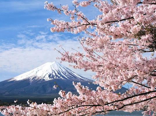 http://static.tks.ru/_pics/content/_sakura.jpg