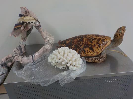 Чучело черепахи и коралл обнаружили у пассажирки самарские таможенники 
