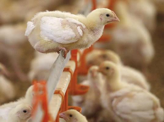 Россельхознадзор запретил ввоз продукции птицеводства из Австралии