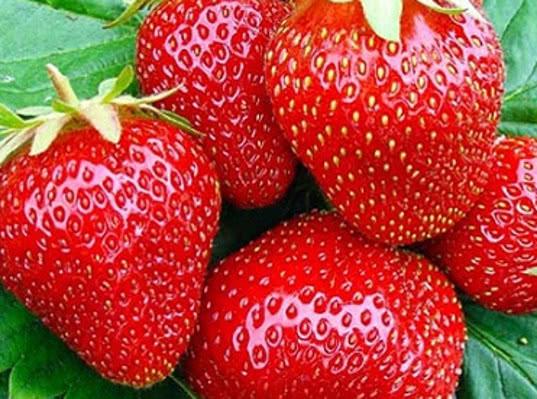 В замороженной клубнике из Египта обнаружено 14-кратное превышение плесени