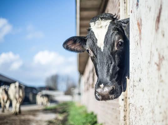 РФ отложила на 1 ноября ввод ограничений на ввоз животноводческой продукции из Казахстана 