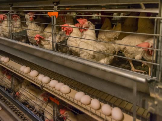 Две российские птицефабрики лишились права поставки продукции в страны ЕАЭС