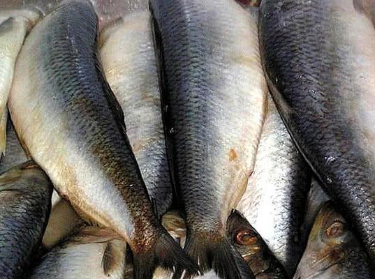 Мороженая сельдь задержана в Рыбном порту Петербурга
