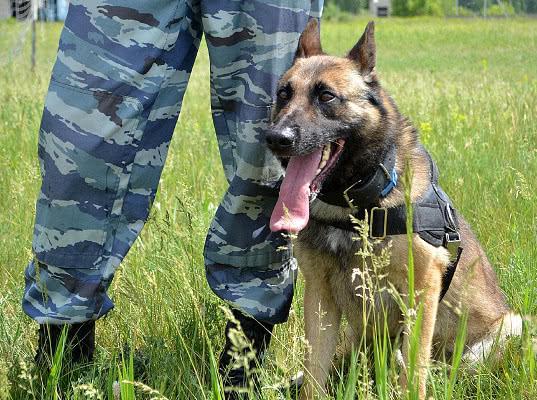Ежедневная служба кинологов Севастопольской таможни и их воспитанников
