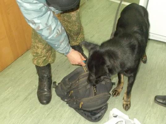 В 2017 году кинологи выявили  порядка 700 кг наркотиков и более пяти тонн табачных изделий