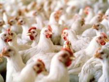 Россельхознадзор снял ограничения на импорт птицеводческой продукции из ряда стран Европы