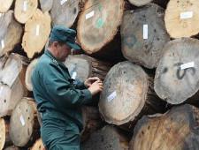 Рослесинфорг заявил, что ограничение вывоза не влияет на заготовку ценных пород древесины
