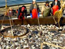 Увеличение объема экспорта морепродуктов на Сахалине
