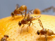 Египетские апельсины допустят к реализации после обеззараживания
