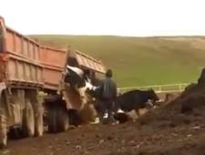 В Татарстане на ферме живых коров вывалили из самосвала на землю (видео)
